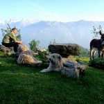 Un hombre sentado en una roca junto a dos perros pastores y un burro, en la majada de Tebrandi, en Cabrales. Al fondo los picos de Europa.