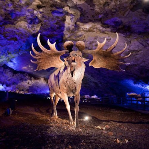 Reproducción de un ciervo gigante, del período glacial, en el interior de la Cueva de Avín